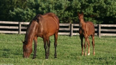 The Best Nutrition Tips for Your Horse