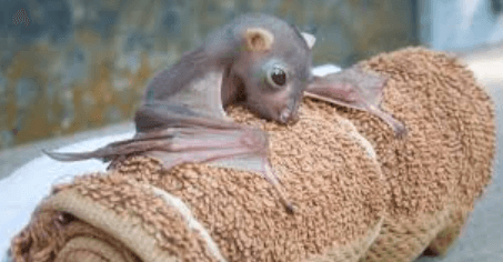 Bats Raise Their Young