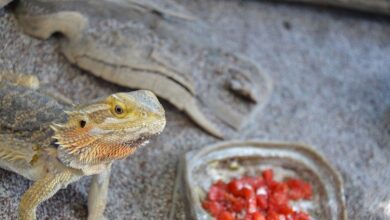 Key points about can bearded dragons eat tomatoes