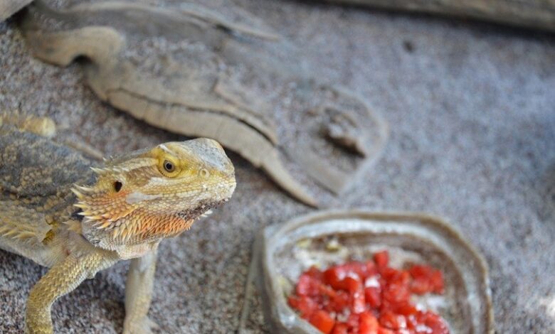 Key points about can bearded dragons eat tomatoes