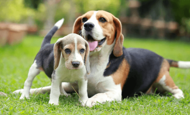 beagle puppy