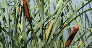 cat tails bridge