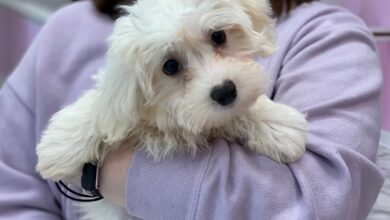 white maltipoo