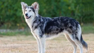 husky border collie mix