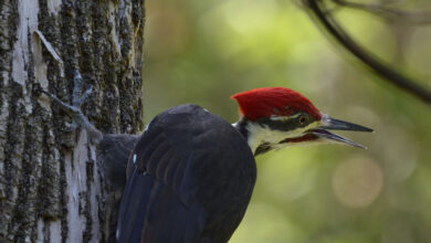 black bird with red head