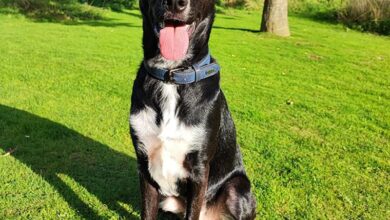 german shepherd dalmatian mix