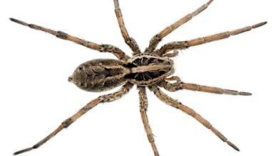 ca wolf spider