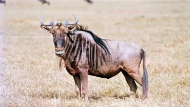 bearded antelope