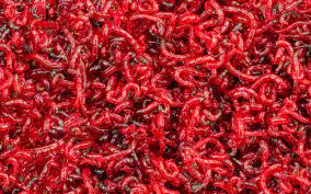 live bloodworms