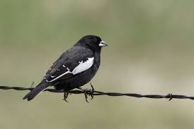 black bird with white stripe on wing